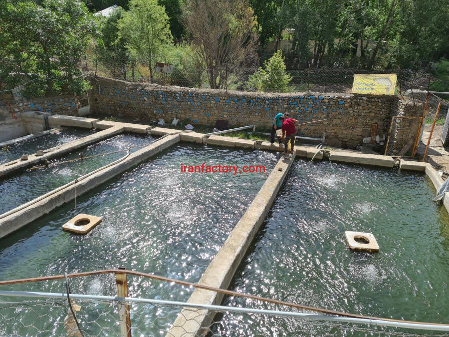 پرورش ماهی در گیلاوند با آب چشمه0