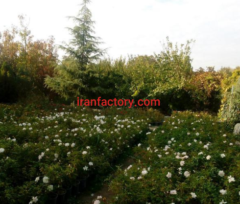 فروش 20000 متر  مجموعه صنعتی وکشاورزی در کرج5