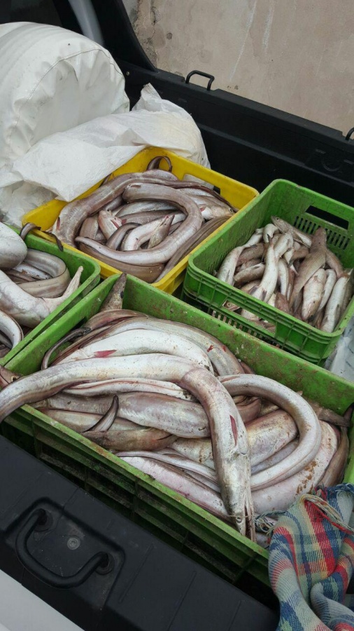 پخش عمده مارماهی0