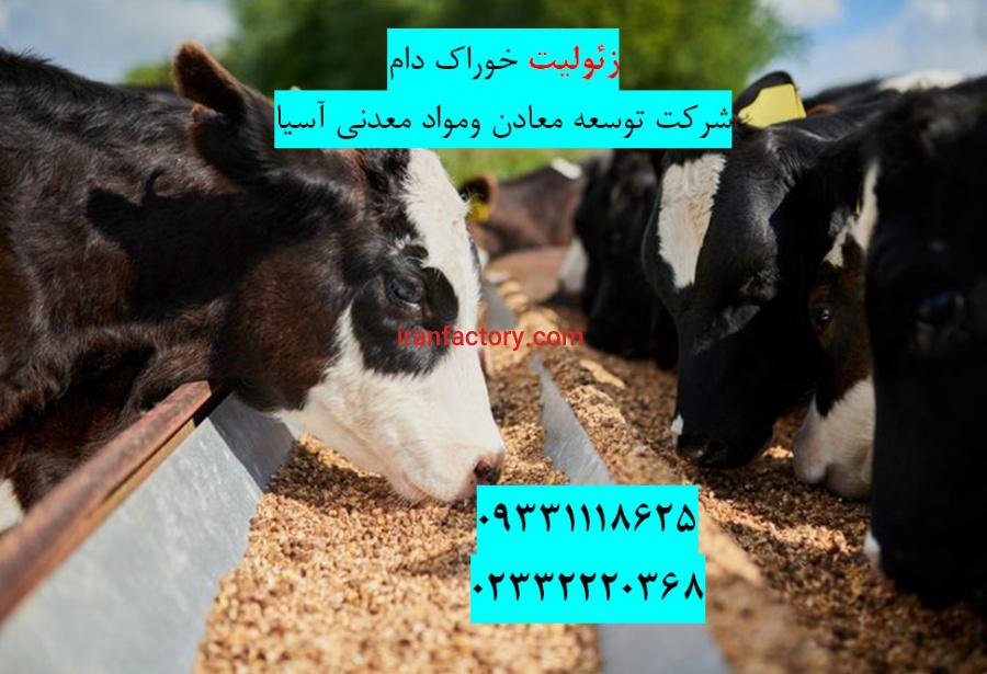 فروش زئولیت خوراک گاو شیری0