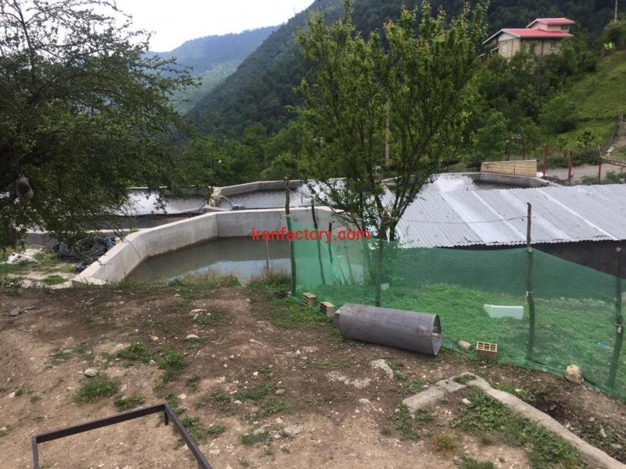 خریدار پرورش ماهی در گیلان0