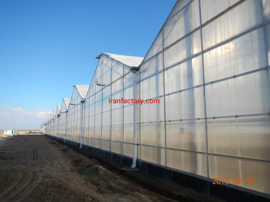 گلخانه گوجه فرنگی البرز1