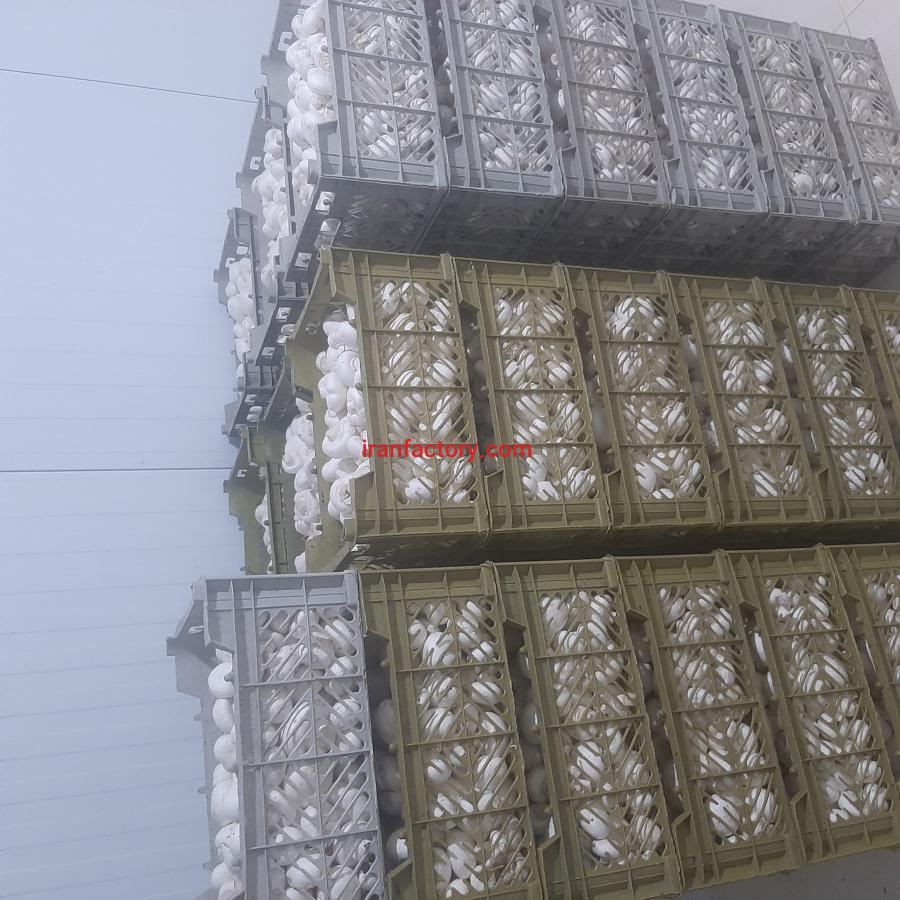 فروش کارخانه پرورش  قارچ1