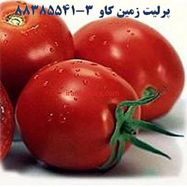 مزیت های استفاده از پرلیت در پرورش گوجه فرنگی perlite0
