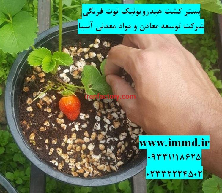 بستر کشت هیدروپونیک توت فرنگی0