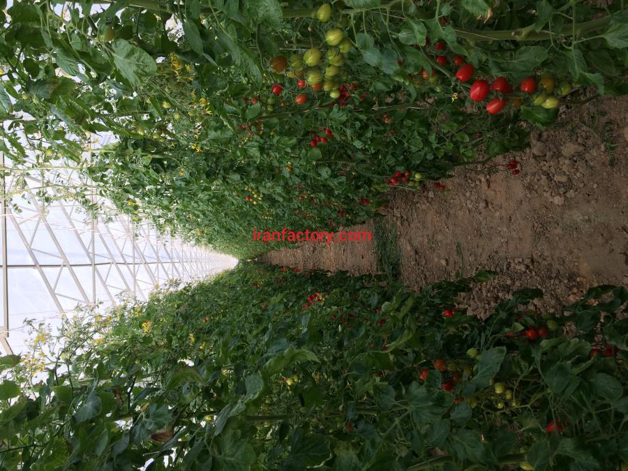 گلخانه گوجه فرنگی البرز0