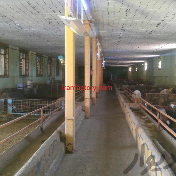 فروش دامداری بروز قزوین3