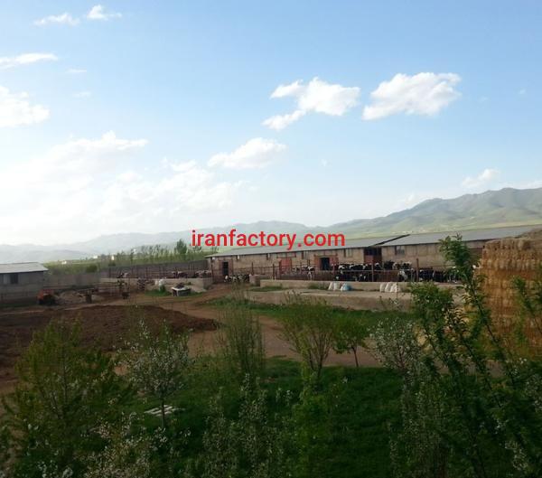 فروش گاوداری صنعتی ۲۰۰ راسی شیری در زنجان0