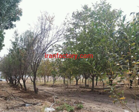 دامداری و واحد صنعتی در تربت جام شهر نصرآباد1