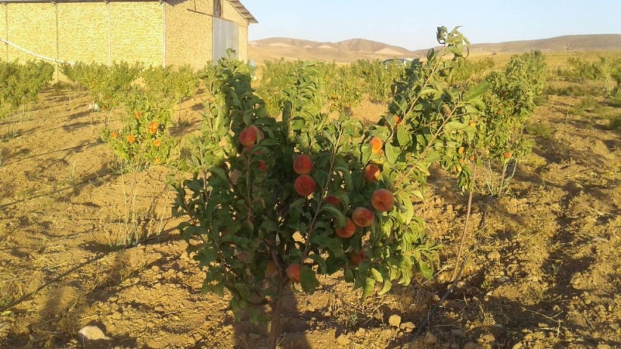 فروش مرغداری گوشتی 70 هزار متر مکعب در قزوین4