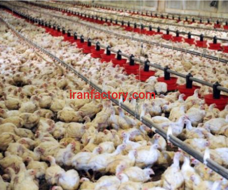 مرغداری گوشتی فروشی در نطنز1