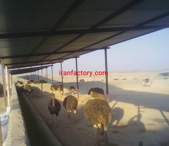 فروش مزرعه پرورش شتر مرغ در اصفهان0