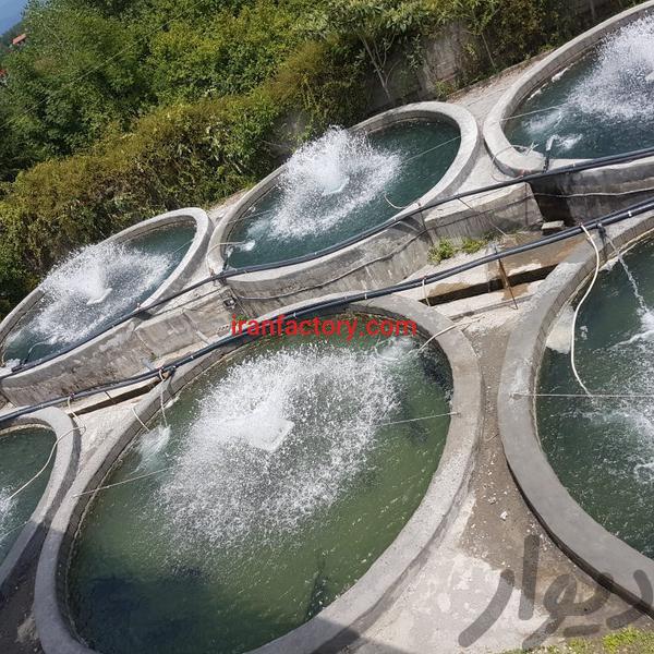 فروش پرورش ماهی خاویاری در تالش2