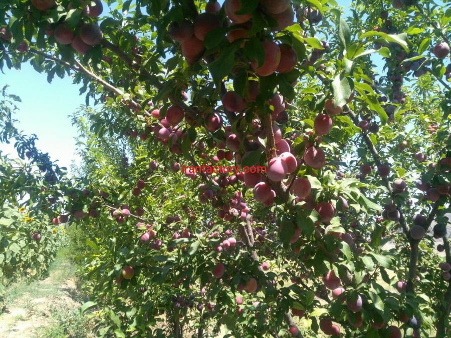 زمین زراعی و باغی 4/4 هکتار در شهرستان خوی5