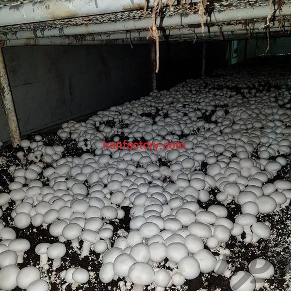 فروش کارخانه در قم9