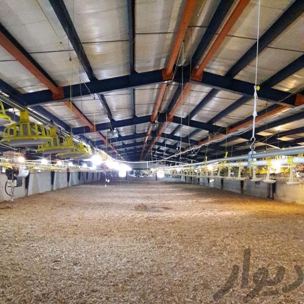 فروش مرغداری 40 هزار قطعه ای در سنندج0