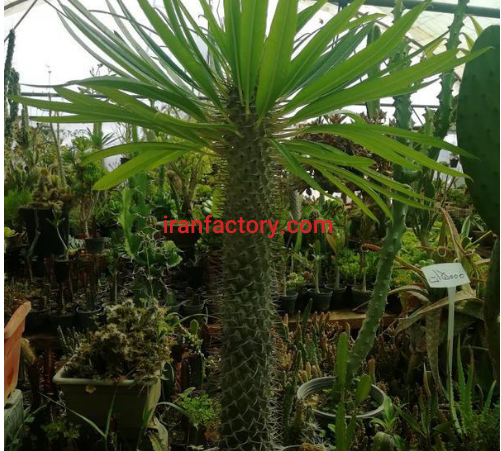 تولید کننده انواع گل های آپارتمانی0