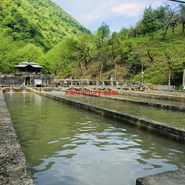 استخر پرورش ماهى قزل الا سرد ابى استان گیلان