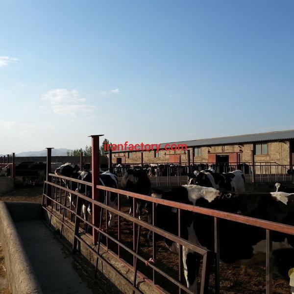 فروش گاوداری در زنجان