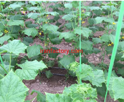 فروش گلخانه و سوله به متراژ 10000 متر ورامین