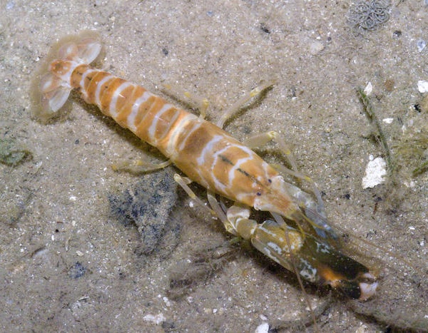 فروش شاه میگو صید روز