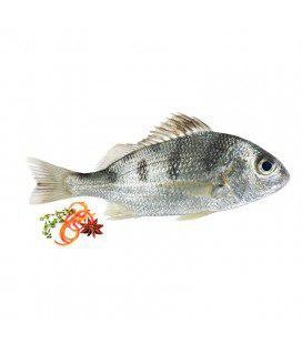 ماهی سنگسر سفید