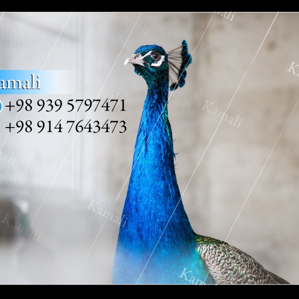 فروش انواع پرندگان زینتی