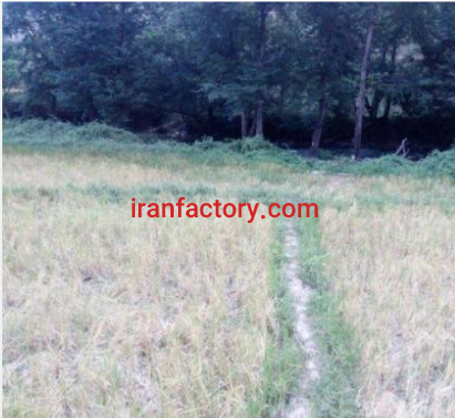 فروش 1500 متر زمین شالی وصل به رودخانه ی تجن برای پرورش ماهی