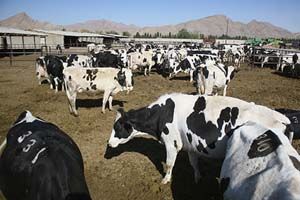 کشف بازار نمک دامي و دامداري