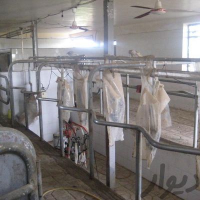 فروش گاوداری در کرج