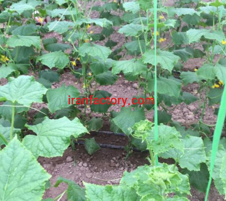 گلخانه به همراه سوله فروشی در خیرآباد ورامین