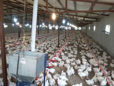فروش مرغداری 30 هزار تایی  گوشتی در مازندران