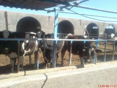 فروش گاوداری در گرمسار