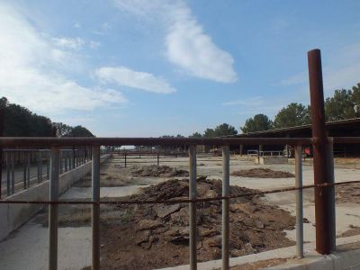 دامپروری گاو شیری گوشتی پرورش اردک در پاکدشت