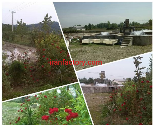 2800 متر استخر پرورش ماهی قزل آلا در رشت