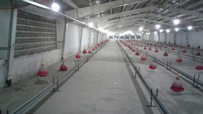 فروش 2 هکتار مرغداری  مرغ مادر گوشتی در شهریار( فوری فوری)