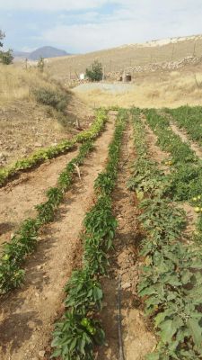 فروش گاوداری پرواری در گیلاوند