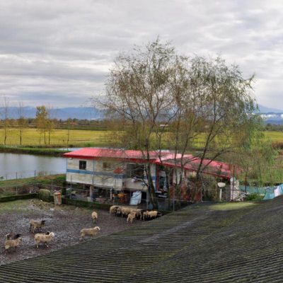 فروش پرورش ماهی در رشت