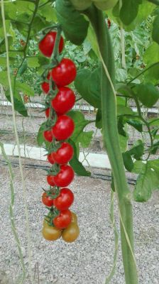 فروش گلخانه فوق العاده استان مرکزی