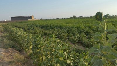 7 هکتار زمین کشاورزی و گاوداری در گرمسار