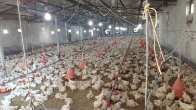 فروش مرغداری 12000 قطعه ای در استان مازندران