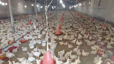 فروش مرغداری گوشتی ورامین