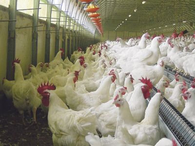 فروش مرغداری گوشتی 30 هزار قطعه در بومهن