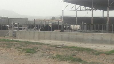 گاوداری شیری 100راسی رباط کریم