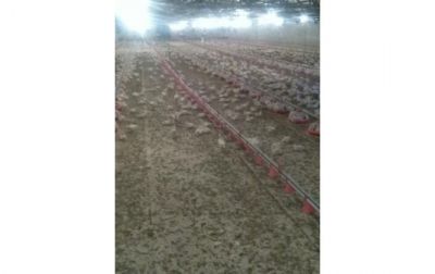 مرغداری گوشتی نزدیک قم