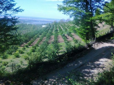 زمین و مجوز مرغداری مازندران