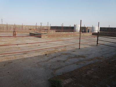 فروش اقساط گاوداری شیری کاشان