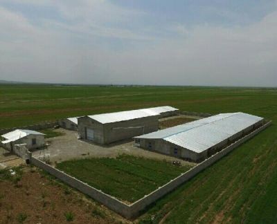 مرغداری گوشتی همدان