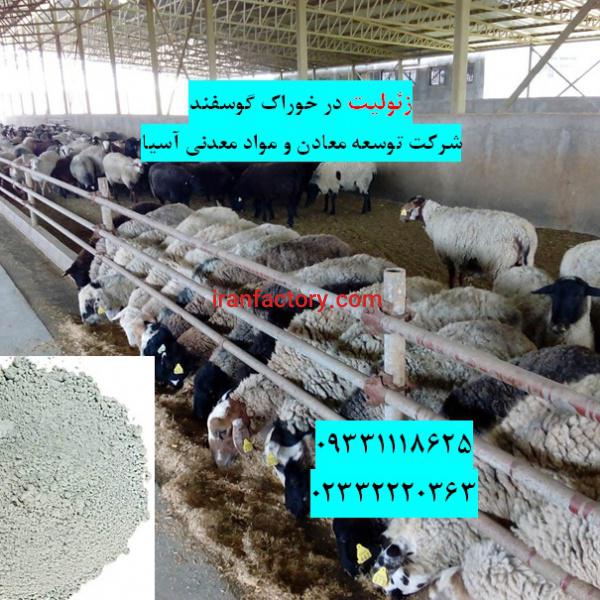 زئولیت خوراک گوسفند