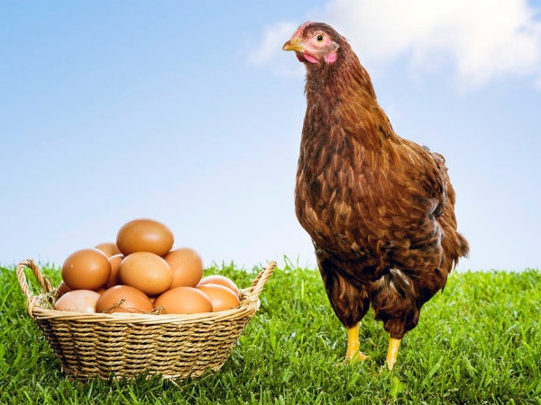 فروش مرغداری تخم گذار در اراک